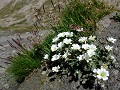 Il pousse dans les amoncellements caillouteux humides de l'étage alpin fleur, montagne, Alpes, le céraiste à larges feuilles, Cerastium latifolium 