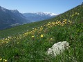 Il pousse dans les prairie des étages montagnard et subalpin fleur, montagne, Alpes, le trolle d'Europe, Trollius europaeus 