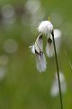 Appelée "jonc à coton" elle pousse dans les zones marécageuses de l'étage montagnard fleur, montagne, Alpes, la linaigrette à feuilles étroites, Eriophorum angustifolium 