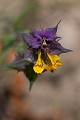 Il pousse dans le sous bois et en particuliers en lisière dans l'étage montagnard fleur, montagne, Alpes, le mélanpyre des bois, Melampyrum velebiticum 