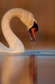  cygne tuberculé,cygnus olor, étang, oiseau, vertébré, France 