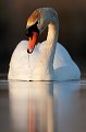  cygne tuberculé,cygnus olor, étang, oiseau, vertébré, France 