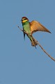  le guépier d'Europe, Merops apiaster, oiseau, vertébré, France 