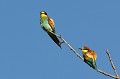  le guépier d'Europe, Merops apiaster, oiseau, vertébré, France 