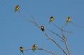  le guépier d'Europe, Merops apiaster, oiseau, vertébré, France 
