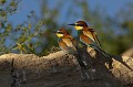  le guépier d'Europe, Merops apiaster, oiseau, vertébré, France 