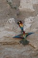  le guépier d'Europe, Merops apiaster, oiseau, vertébré, France 