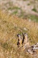  la marmotte des Alpes, Marmota marmota, mammifère, vertébré, montagne, France 