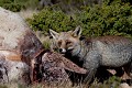 Cette vache est morte alors qu'elle était en train de vêler au petit matin. Le soir même le renard était déjà présent. le renard roux, Vulpes vulpes, mammifère, vertébré, montagne, France 