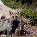 Cette vache est morte alors qu'elle était en train de vêler au petit matin. Le soir même le renard était déjà présent. le renard roux, Vulpes vulpes, mammifère, vertébré, montagne, France 