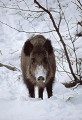  le sanglier, Sus scrofa, mammifère, vertébré, France 