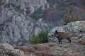  le sanglier, Sus scrofa, mammifère, vertébré, France 