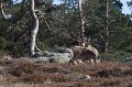  le chevreuil, Capreolus capreolus, mammifère, ongulé, France 