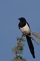  la pie bavarde, Pica pica, vertébré, oiseau, France 