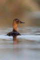  canard, fuligule milouin, aythya ferina, étang, oiseau, vertébré, France 