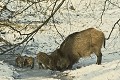  le sanglier, Sus scrofa, mammifère, vertébré, France 