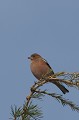  le pinson des arbres, Fringilla coelebs, oiseau, vertébré, France 