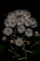 Ce séneçon en fruit pousse dans les clairières de l'étage montagnard le séneçon de Fuchs, Senecio ovatus, fleur, montagne, Alpes, 