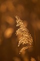 Ce roseau se rencontre dans les zones humides jusqu'à l'étage montagnard fleur, montagne, Alpes, le roseau commun, Phragmites autralis 