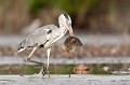  héron cendré, Ardea cinerea, Ardeidae, oiseau, France, étang, vertébré 