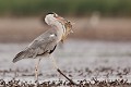  héron cendré, Ardea cinerea, Ardeidae, oiseau, France, étang, vertébré 