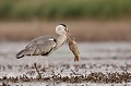  héron cendré, Ardea cinerea, Ardeidae, oiseau, France, étang, vertébré 