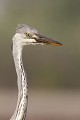  héron cendré, Ardea cinerea, Ardeidae, oiseau, France, étang, vertébré 