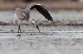  héron cendré, Ardea cinerea, Ardeidae, oiseau, France, étang, vertébré 