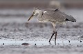  héron cendré, Ardea cinerea, Ardeidae, oiseau, France, étang, vertébré 