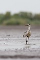  héron cendré, Ardea cinerea, Ardeidae, oiseau, France, étang, vertébré 