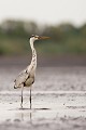  héron cendré, Ardea cinerea, Ardeidae, oiseau, France, étang, vertébré 
