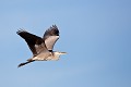  héron cendré, Ardea cinerea, Ardeidae, oiseau, France, étang, vertébré 