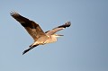  héron cendré, Ardea cinerea, Ardeidae, oiseau, France, étang, vertébré 