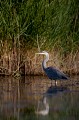  héron cendré, Ardea cinerea, Ardeidae, oiseau, France, étang, vertébré 