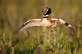  outarde canepetière, tetrax tetrax, oiseau, plaine, vertébré, France 