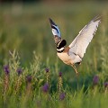  outarde canepetière, tetrax tetrax, oiseau, plaine, vertébré, France 