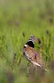  outarde canepetière, tetrax tetrax, oiseau, plaine, vertébré, France 