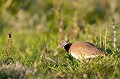  outarde canepetière, tetrax tetrax, oiseau, plaine, vertébré, France 