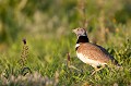  outarde canepetière, tetrax tetrax, oiseau, plaine, vertébré, France 