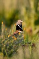  outarde canepetière, tetrax tetrax, oiseau, plaine, vertébré, France 