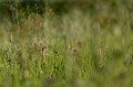  outarde canepetière, tetrax tetrax, oiseau, plaine, vertébré, France 