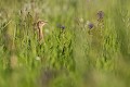  outarde canepetière, tetrax tetrax, oiseau, plaine, vertébré, France 