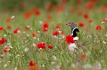  outarde canepetière, tetrax tetrax, oiseau, plaine, vertébré, France 