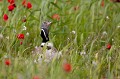  outarde canepetière, tetrax tetrax, oiseau, plaine, vertébré, France 