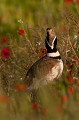  outarde canepetière, tetrax tetrax, oiseau, plaine, vertébré, France 
