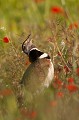  outarde canepetière, tetrax tetrax, oiseau, plaine, vertébré, France 