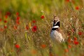  outarde canepetière, tetrax tetrax, oiseau, plaine, vertébré, France 