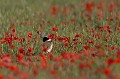  outarde canepetière, tetrax tetrax, oiseau, plaine, vertébré, France 