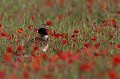  outarde canepetière, tetrax tetrax, oiseau, plaine, vertébré, France 