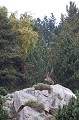  cerf elaphe, cervus elaphus, mammifère, montagne, France 
